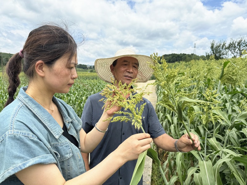 农业服务中心工作人员和高粱种植户查看高粱长势。