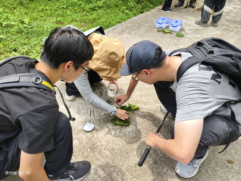 学生在野外采集昆虫标本。