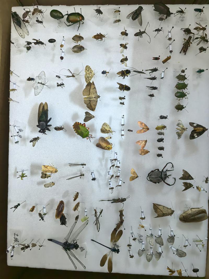 浙江大学植保系2022级学生制作的标本。