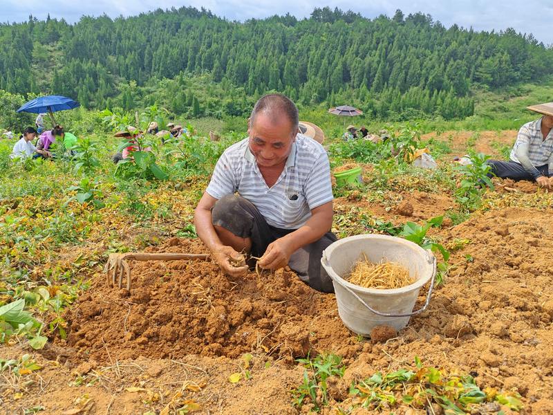 村民正在採收太子參。劉樾攝