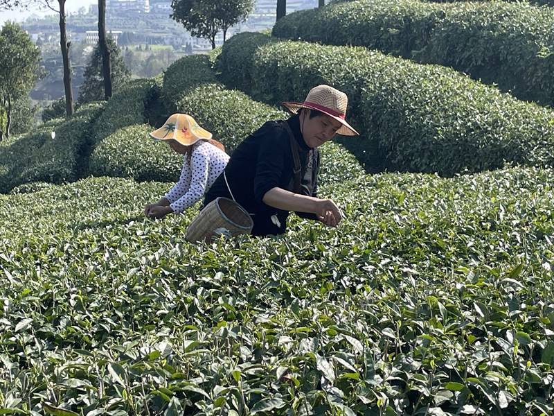 圖為：茶園基地茶農正在採茶