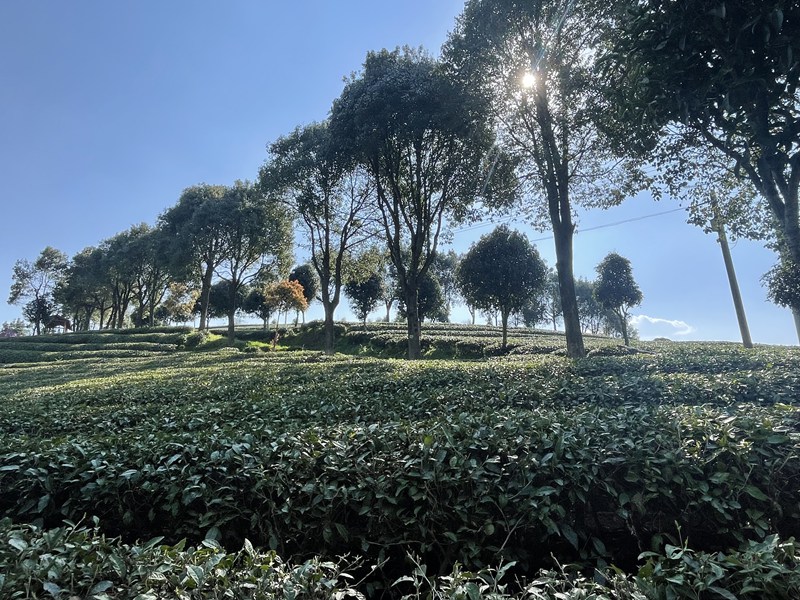 圖為：南龍鄉藍芝茶園一角