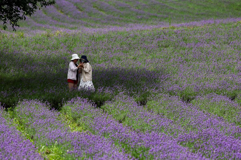 2024年7月21日，游客在贵州省毕节市赫章县兴发乡中寨村薰衣草种植基地里赏花。