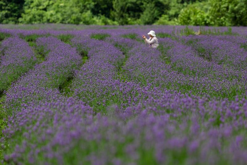 2024年7月21日，游客在贵州省毕节市赫章县兴发乡中寨村薰衣草种植基地里赏花拍照。