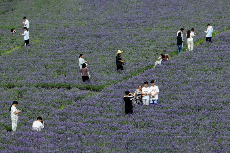 2024年7月21日，游客在贵州省毕节市赫章县兴发乡中寨村薰衣草种植基地里赏花拍照。