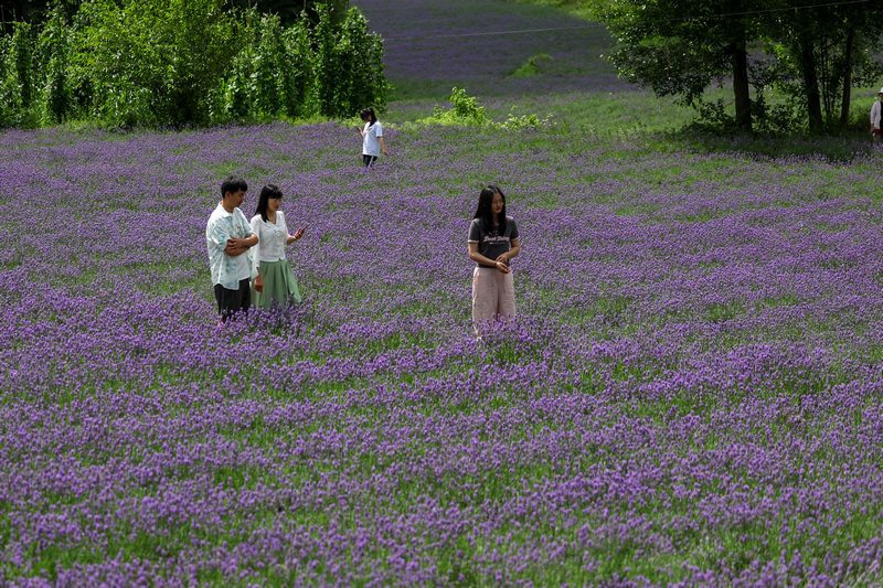 2024年7月21日，游客在贵州省毕节市赫章县兴发乡中寨村薰衣草种植基地里赏花。