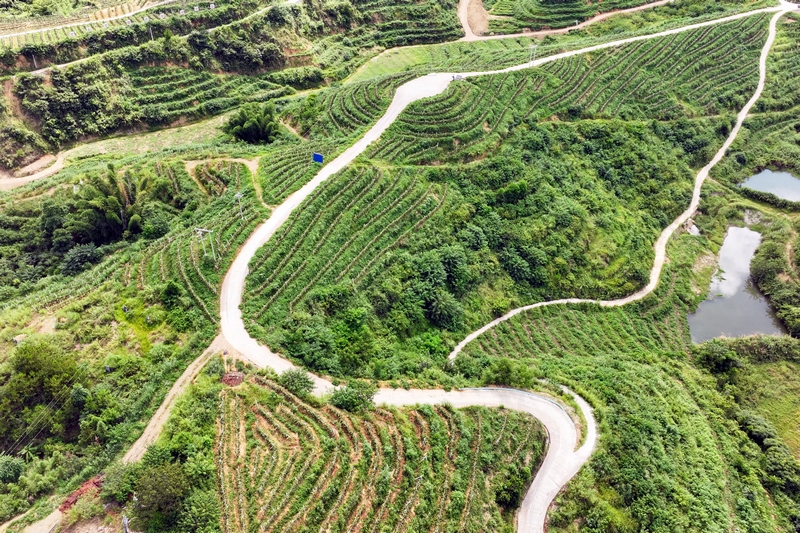 沫阳村火龙果种植基地