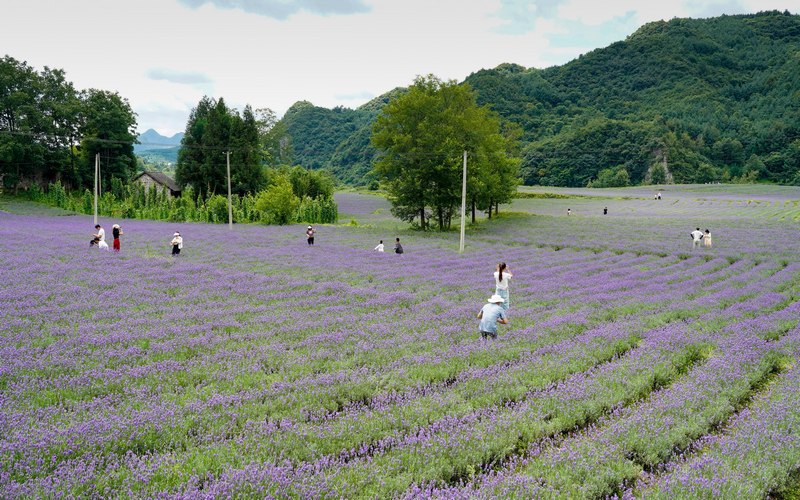 7月21日，游客在贵州省毕节市赫章县兴发乡中寨村薰衣草花海游玩拍照。