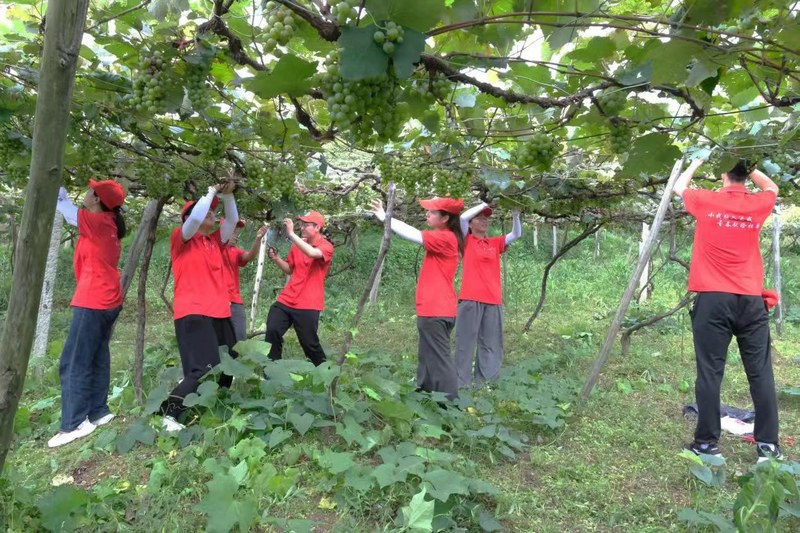 实践团成员走进葡萄种植基地。