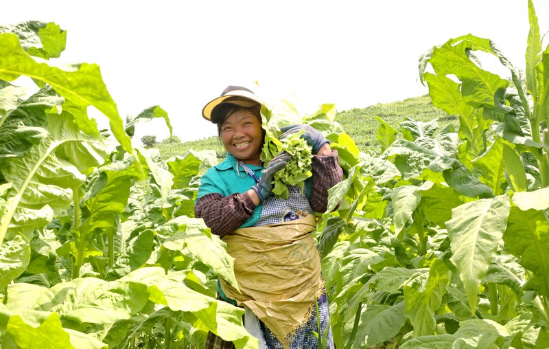 農戶忙著採收烤煙。陳桂良攝