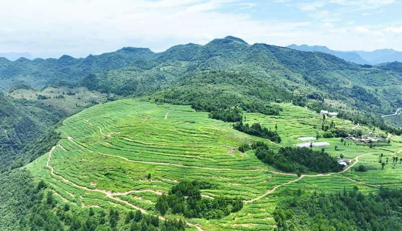 木瓜鎮鐵山社區烤煙基地。陳桂良攝