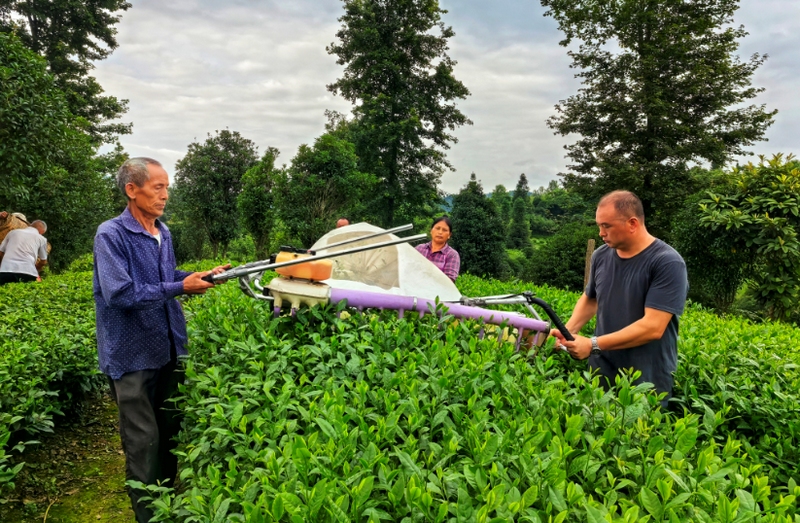 茶农们正娴熟地操作着碾茶采收机，忙碌地“收割”茶青