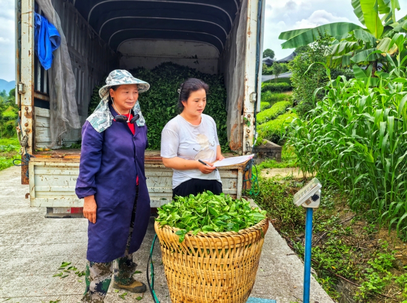 茶青采收工人到茶园进行采收