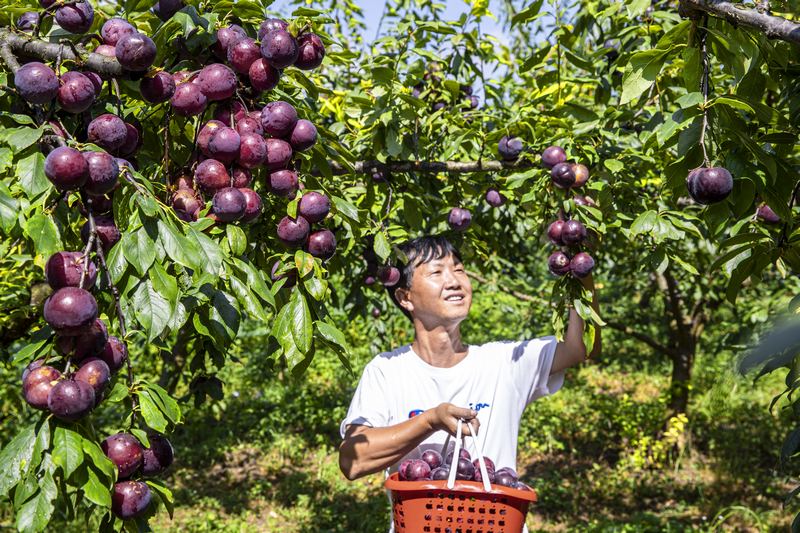 村民採摘成熟的黑布林李子銷售。