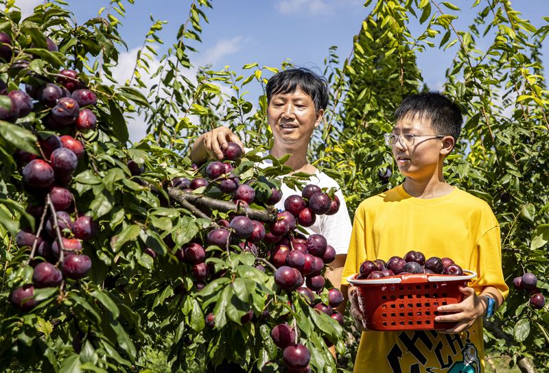 村民採摘成熟的黑布林李子銷售。