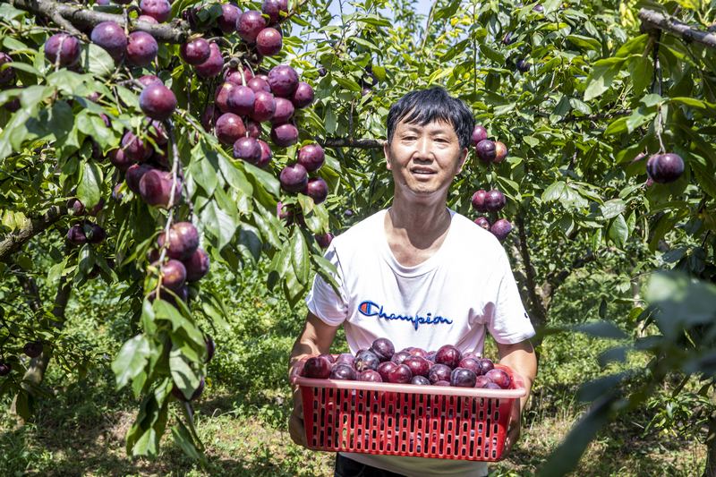 村民採摘成熟的黑布林李子銷售。