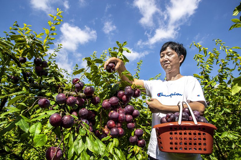 村民採摘成熟的黑布林李子銷售。