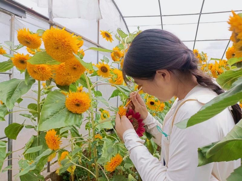 贵州省农科院油料所特色油料团队成员李慧琳进行花朵授粉。