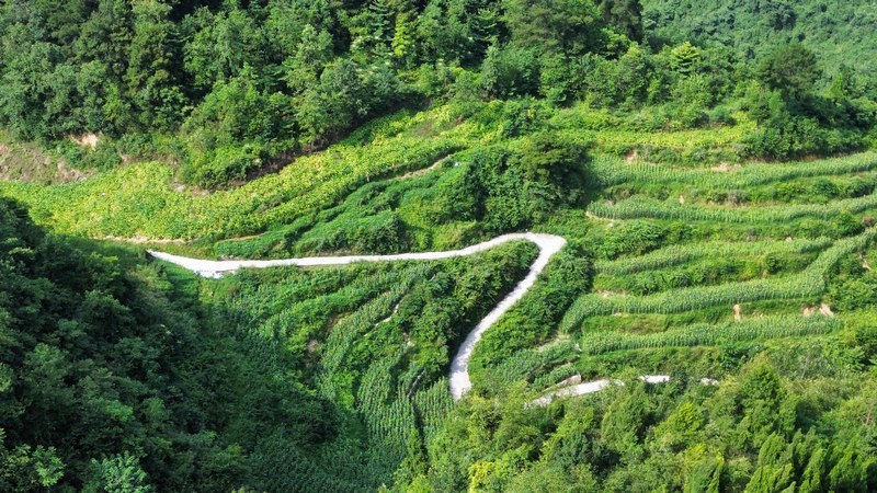 烟园种植基地。