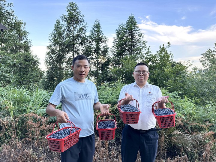 蓝莓喜获丰收。