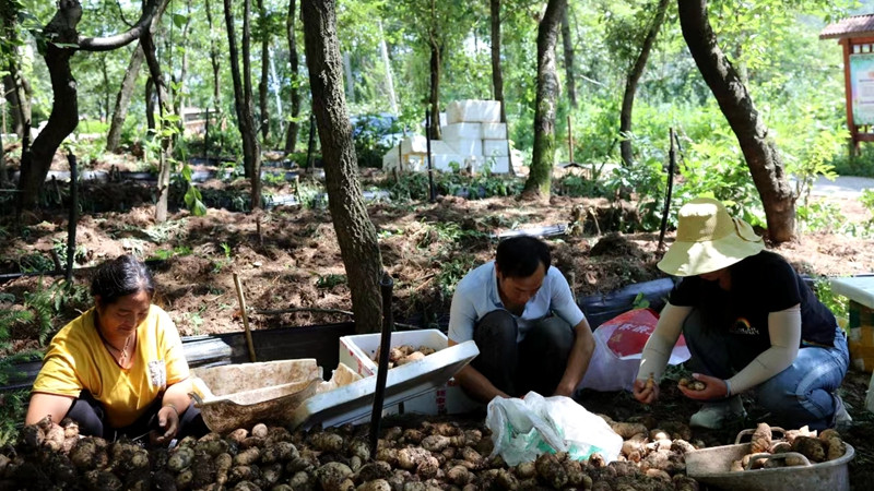 采摘好的天麻将送往云南进行加工，并且销往省内外市场 修文县融媒体中心冯梦竹 摄