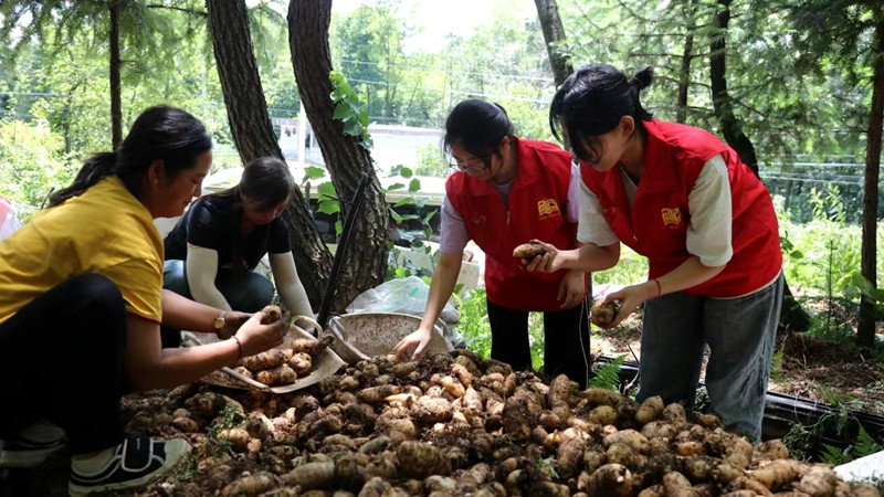 修文县洒坪镇青杠林村的天麻种植基地 修文县融媒体中心郭振东 摄