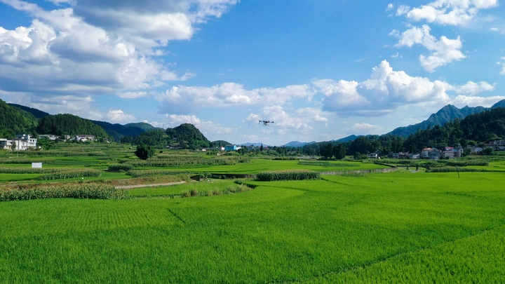 植保無人在務川縣黃都鎮東山壩區准備為水稻噴洒農藥。