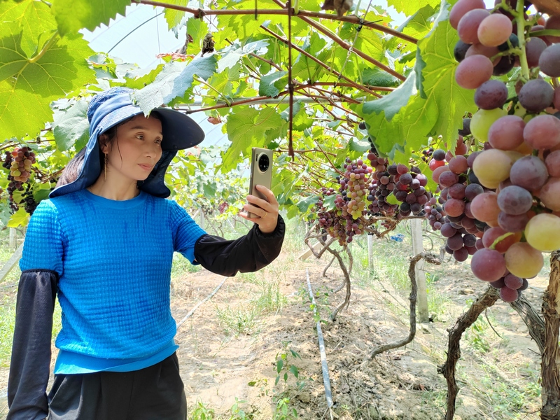 五马顺地葡萄园管理人员拍摄小视频宣传葡萄