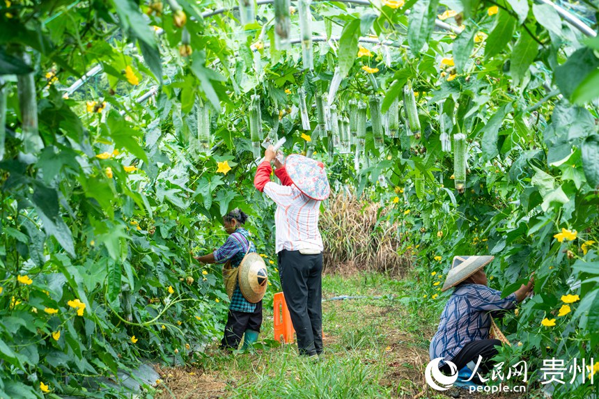 菜农在开展套袋作业。人民网 阳茜摄