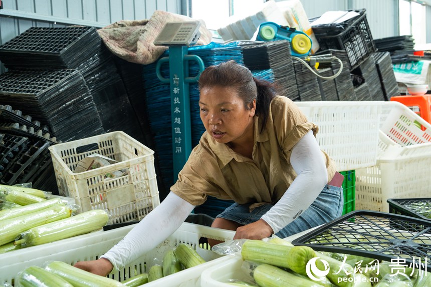 菜农正在分拣装箱。人民网 阳茜