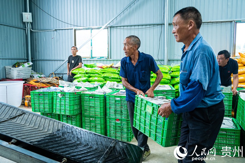 菜农正在将丝瓜装车。人民网 阳茜