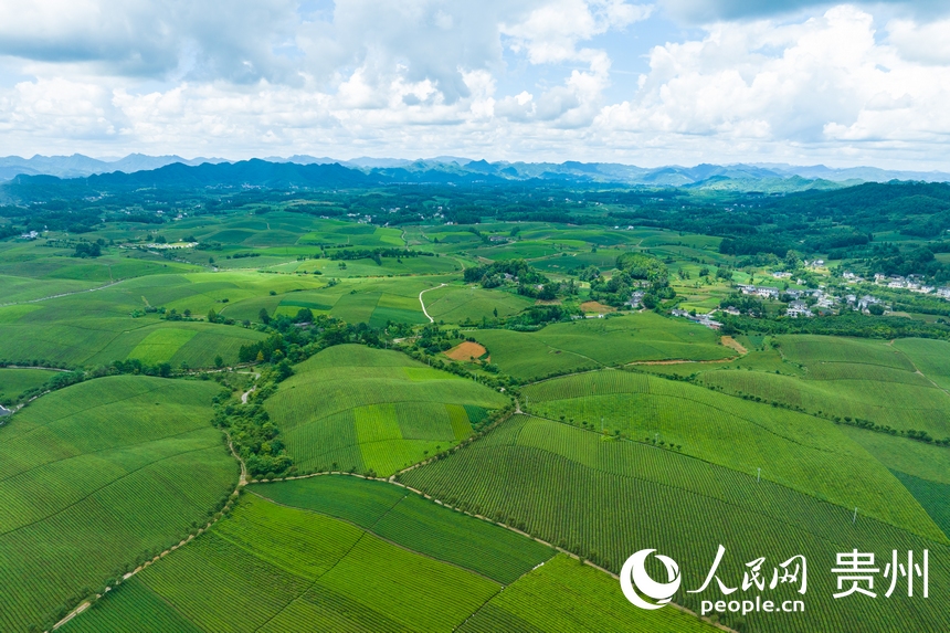 向新黔行｜贵州湄潭：茶旅融合 绿山富民