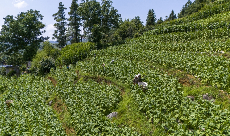 採摘烤煙。