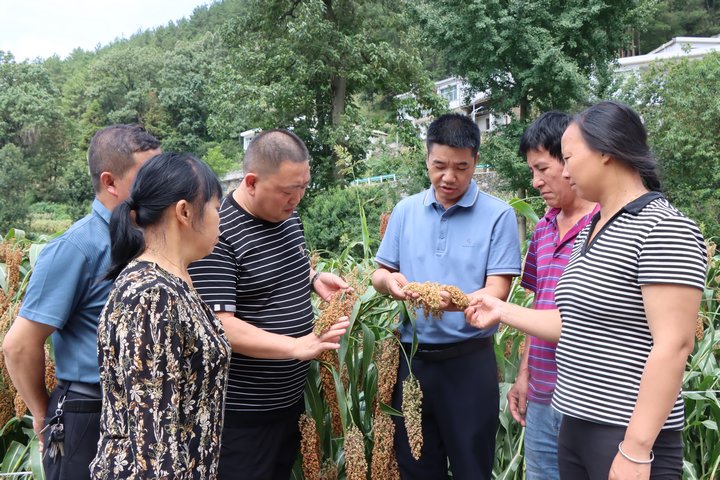 高大坪镇农技专家正为农户查看高粱生长情况，为接下来的采收做好准备。
