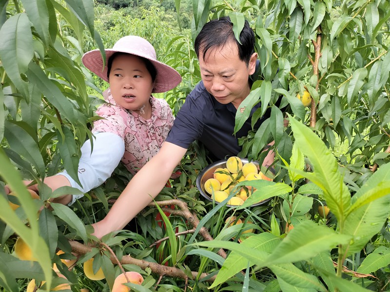 圖為：採摘黃桃 (2)