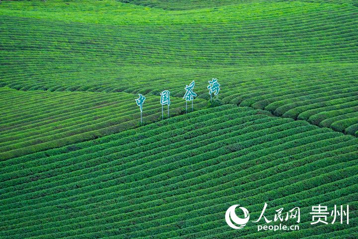 万亩茶海一隅。人民网 阳茜摄