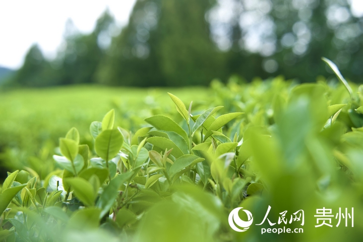 夏秋茶吐新芽。人民网 阳茜