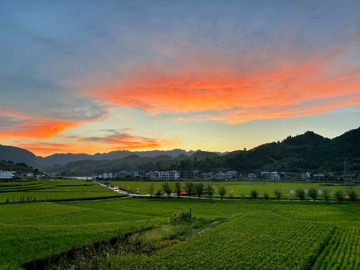 稻田農家樂。