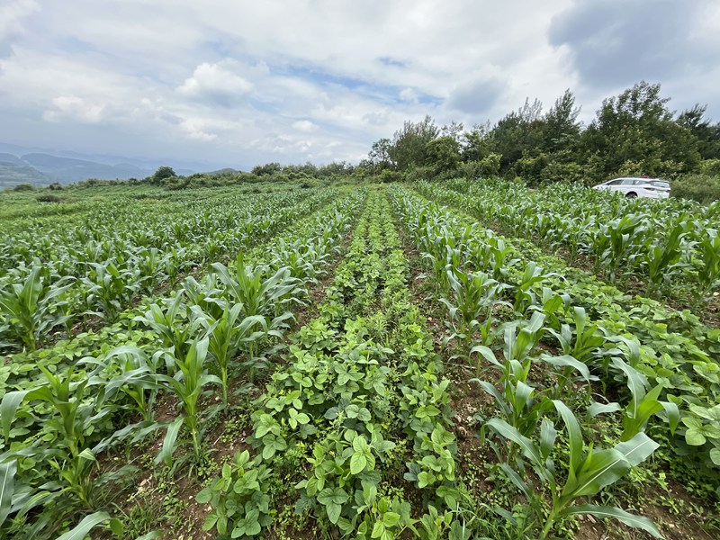 图为：大豆玉米带状复合种植示范基地长势良好