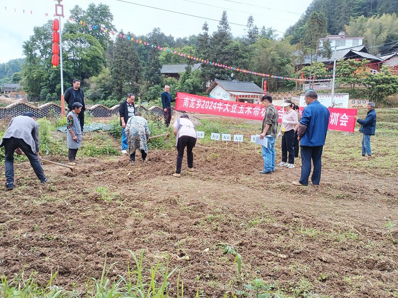 圖為：南龍鄉開展大豆玉米帶狀復合種植培訓會