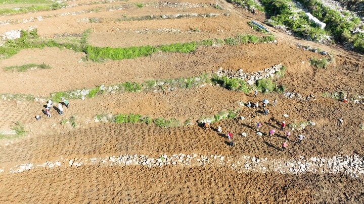 田間地頭農事忙。