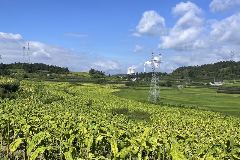 1、烤煙種植基地。