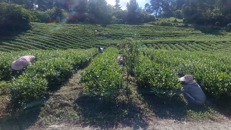 圖為：村民們正在除草