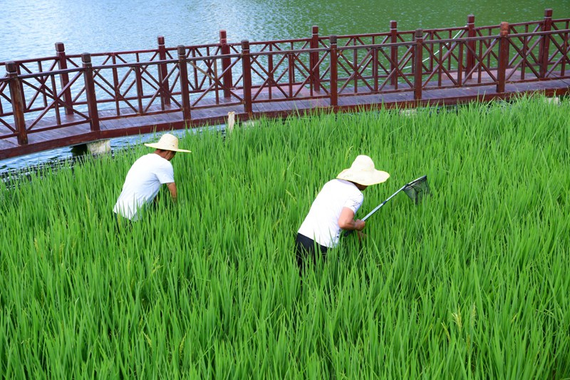 4 稻田摸鱼