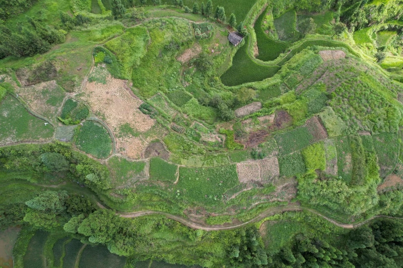 ：“依山种药” 厚植“绿色家底”