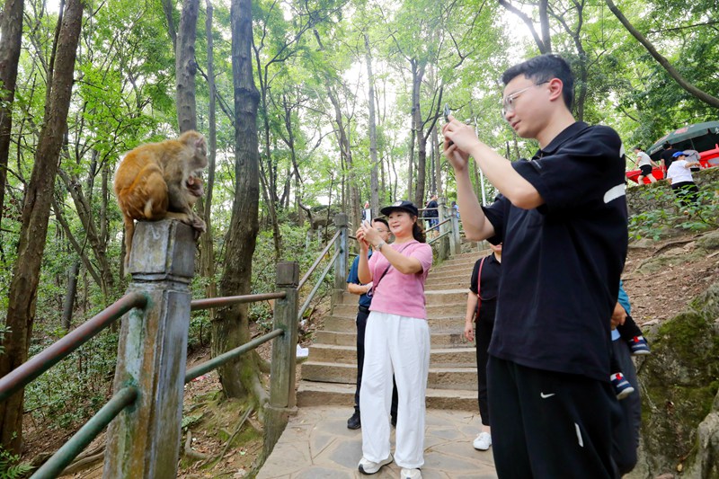 游客正在给猴子拍照。