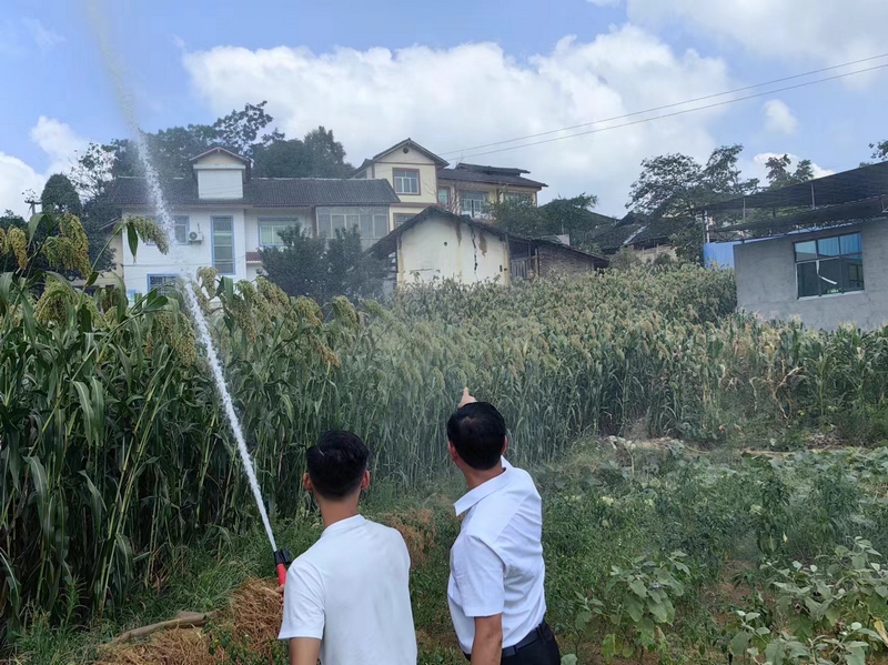 鲁班街道隆堡社区工作人员灌溉高粱地。