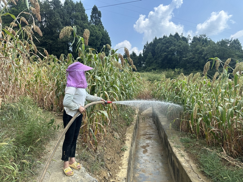 农户李光美灌溉高粱地。