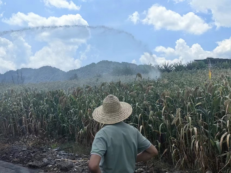 灌溉高粱。