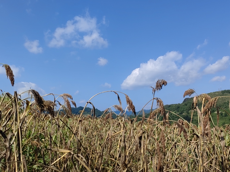“红灯笼”照亮群众“致富路”。